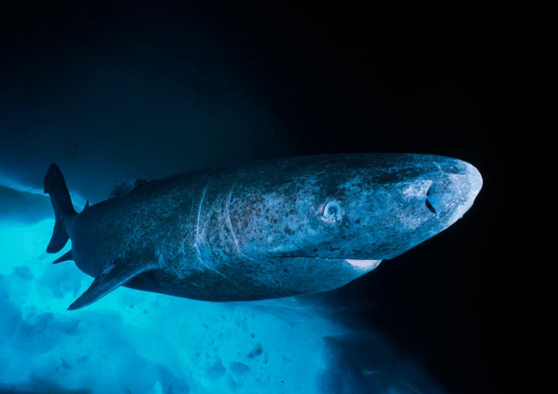 Scientists mapped the genome of a shark that may reside 400 years. It will unencumber new secrets and techniques to longevity | The Gentleman Report