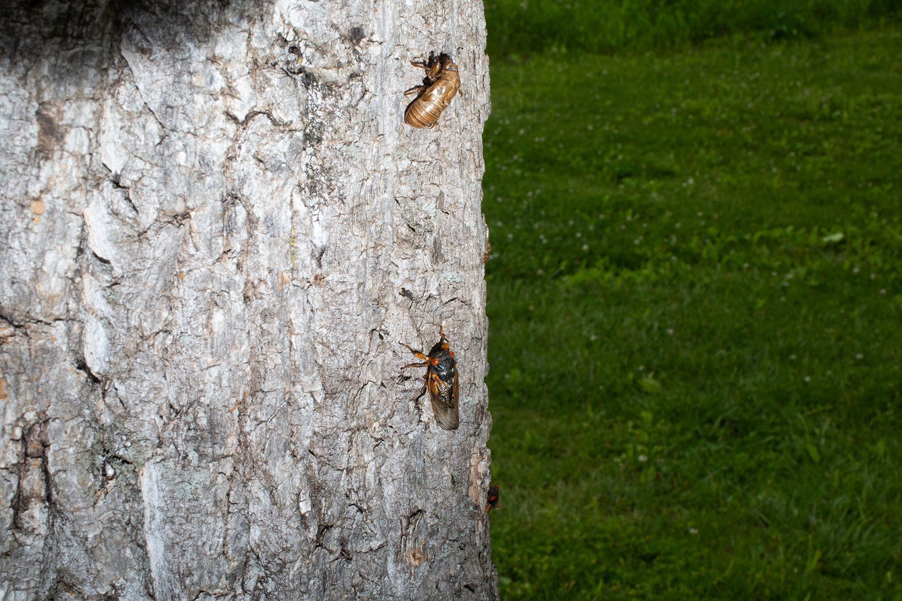 Cicadas 2024: What to expect from the Brood XIII and Brood XIX emergence of  cicadas | CNN