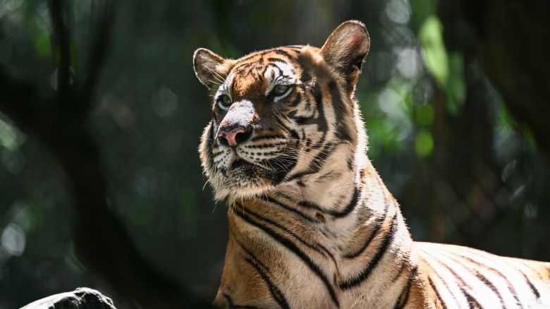 A tiger, pictured against a blurred green background. 