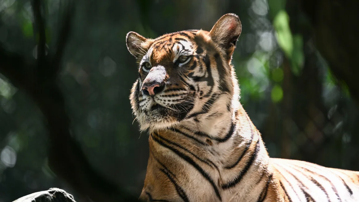 Malayan Tiger Nears Extinction Amid Recent Deaths