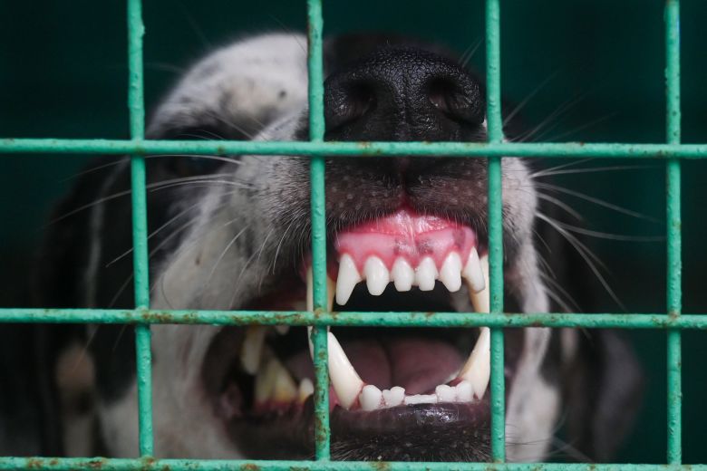 A rescued dog at the Shivalaya Animal Wellness Centre in in Noida, India on August 12, 2025