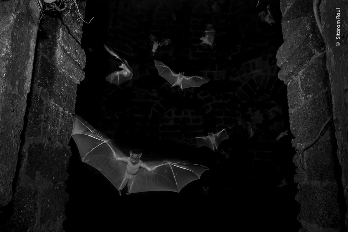 These fruit bats flew toward Sitaram Raul's camera in Banda, Maharashtra, India.