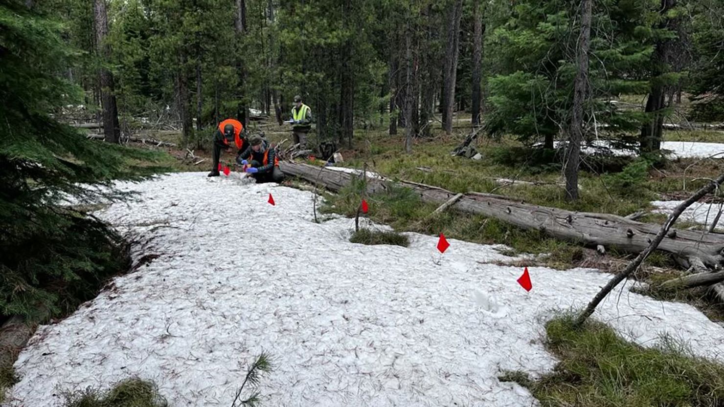 Park rangers and wildlife biologists visited the site of the grizzly bear attack on May 20 to gather information.