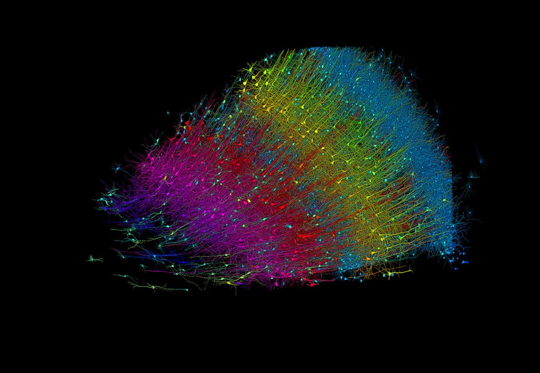 The 3D image above shows excitatory neurons colored by their depth from the surface of the brain. Blue neurons are those closest to the surface, and fuchsia marks the innermost layer.