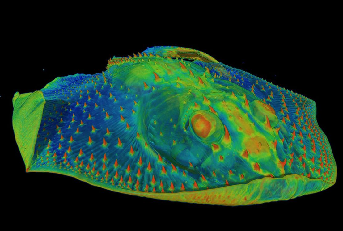 A CT scan of the front of a skate shows the hard, tooth-like denticles on its skin (shown in orange).
