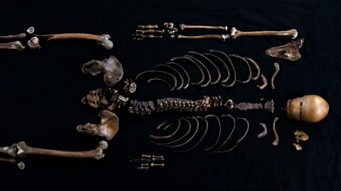 Skeleton on black background CREDIT Åge Hojem NTNU Vitenskapsmuseet.jpg