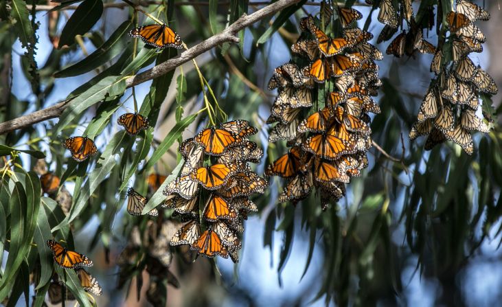 <strong>Monarch butterflies: </strong>Butterflies spend the winter at the nearby Pismo Beach Monarch Butterfly Grove.