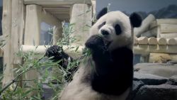 smithsonian giant pandas.jpg