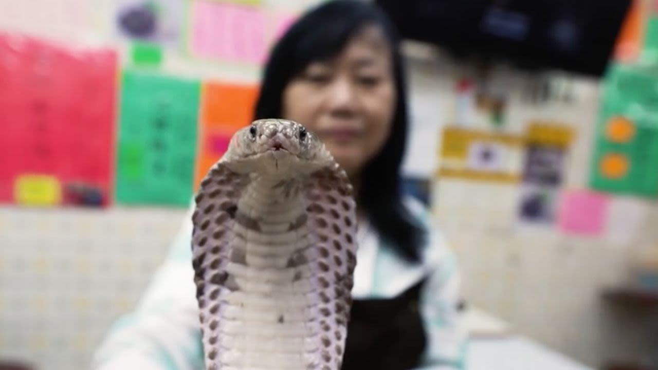 snake-hk.jpg