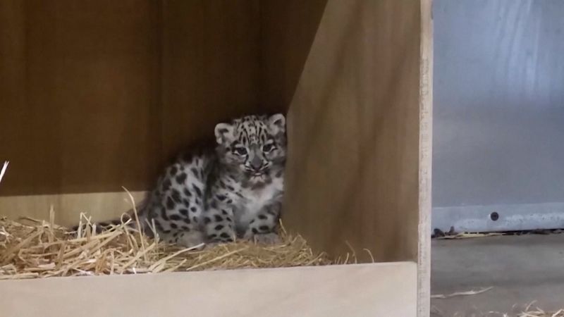 Rare snow leopard baby born at UK zoo