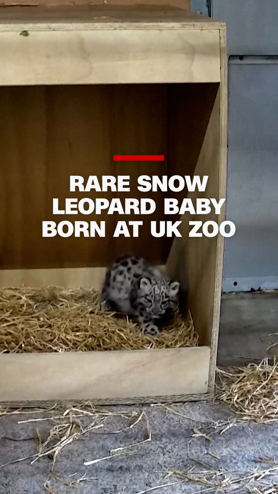 snow leopard vrtc.jpg
