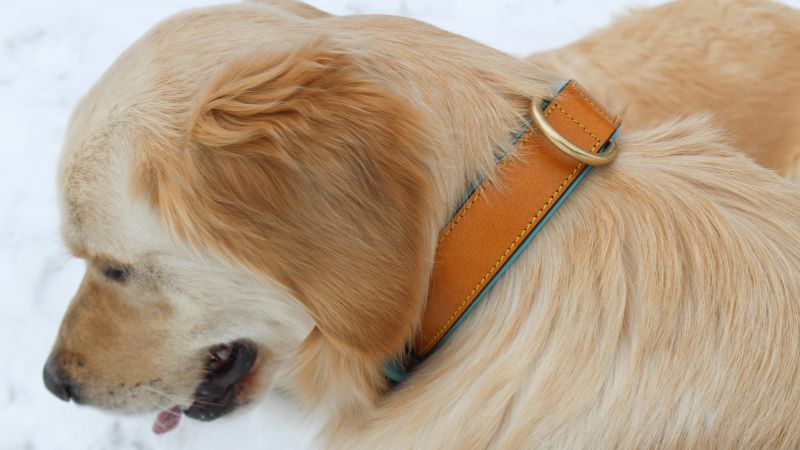 Best looking dog collars hotsell