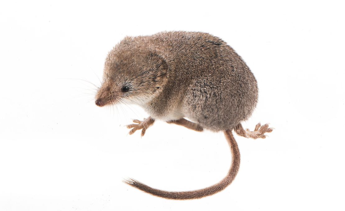 The team photographed the shrew against a white background, as well as a natural one.