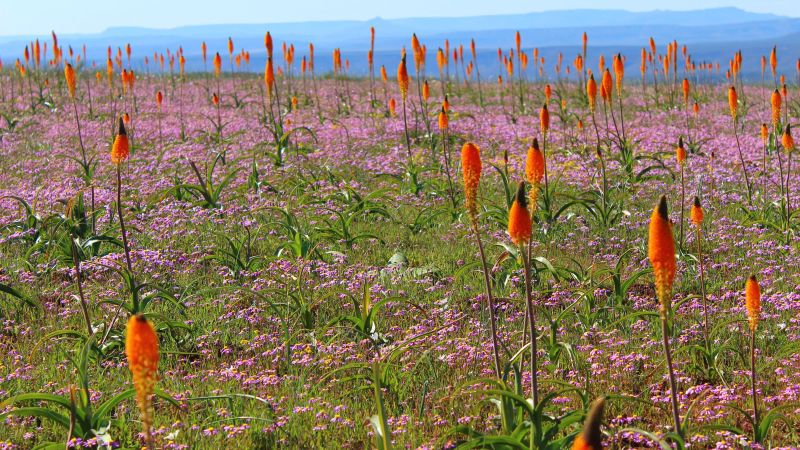 Niewoudtville: South Africa’s spectacular flowering ‘bulb capital of the world’