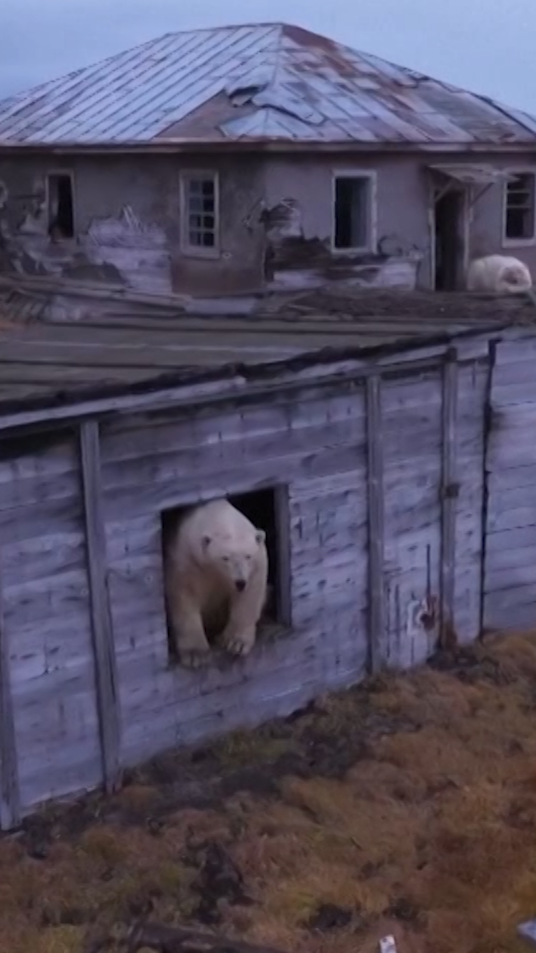 soviet polar bears thumb vrtc clean.png