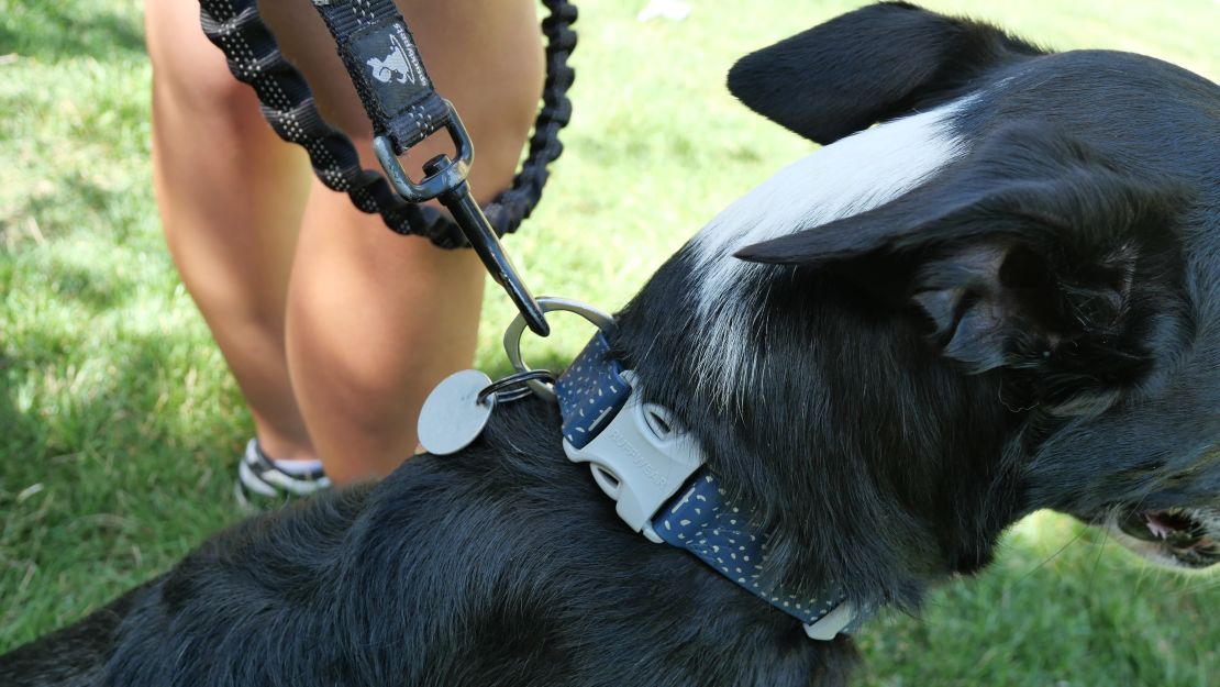 sparklypets-hands-free-leash-cnnu-5.jpeg