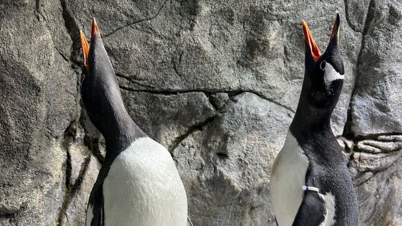 One half of the world-famous gay penguin couple dies in Sydney Aquarium