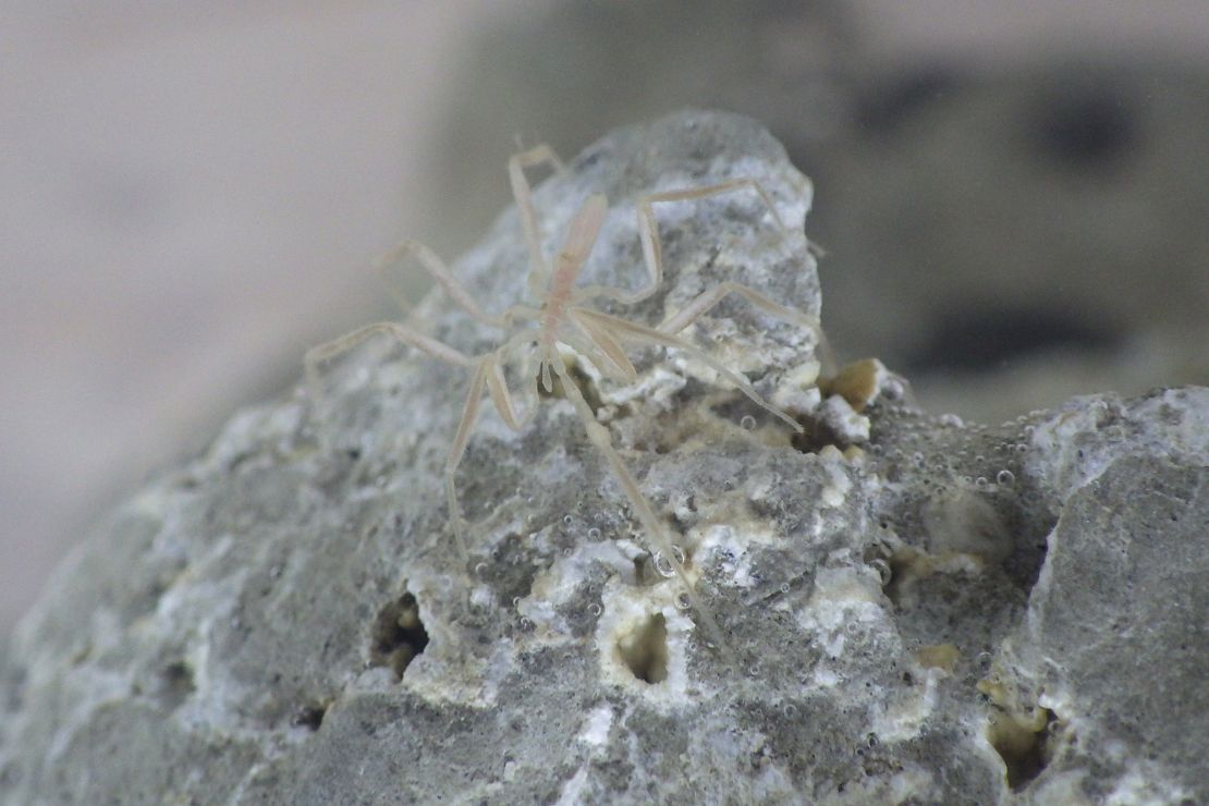 First methane-powered sea spiders discovered crawling at the ocean flooring | The Gentleman Report