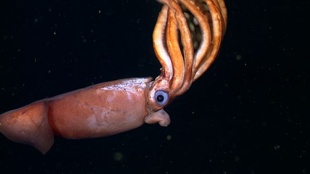 squid-thumb.jpg