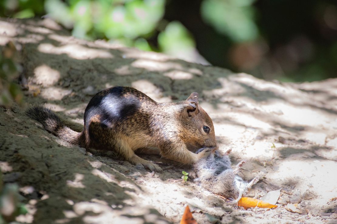 California squirrels display carnivorous habits for the primary time, scientists say | The Gentleman Report