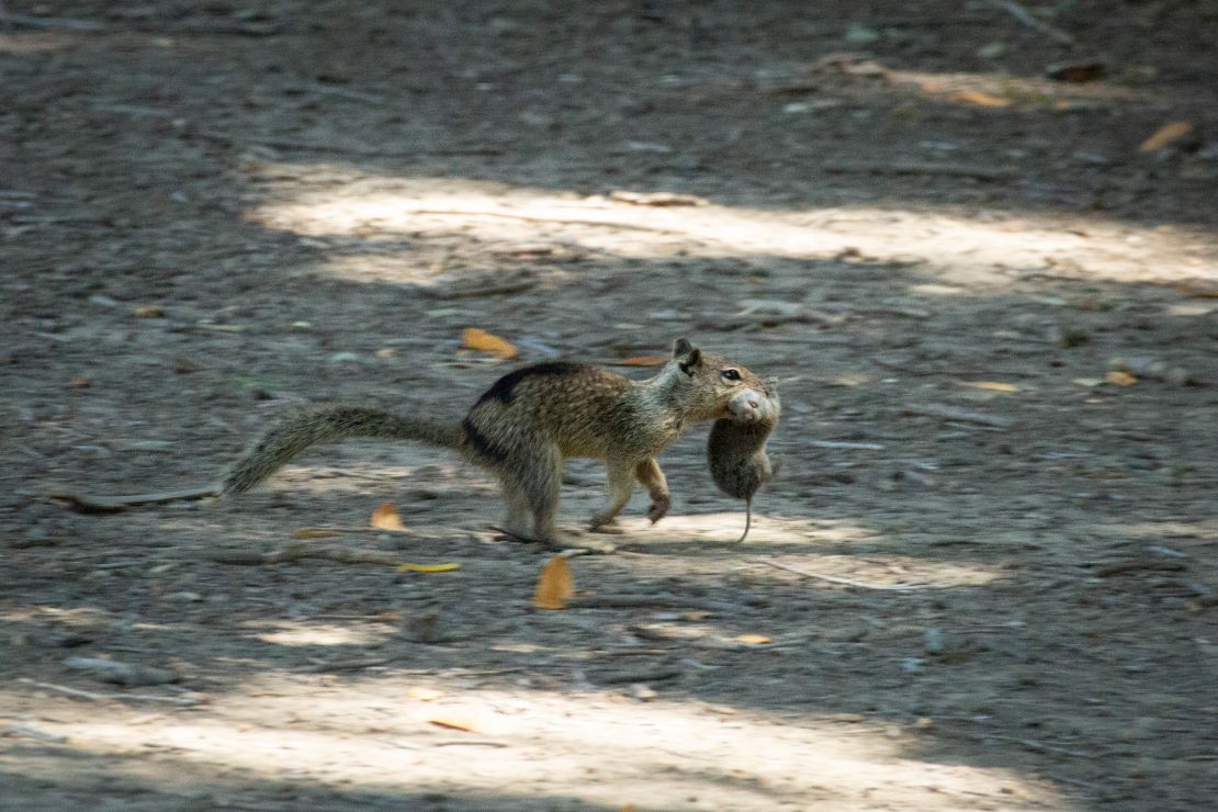 The study offers the first documentation of California ground squirrels actively preying on other live vertebrates. A California ground squirrel in Briones Regional Park carries off a vole.