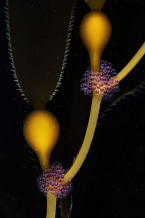 A clutch of tubesnout (Aulorhynchus flavidus) eggs are shown nestled in giant kelp fronds in Monterey Bay, US, in this image by Sage Ono.