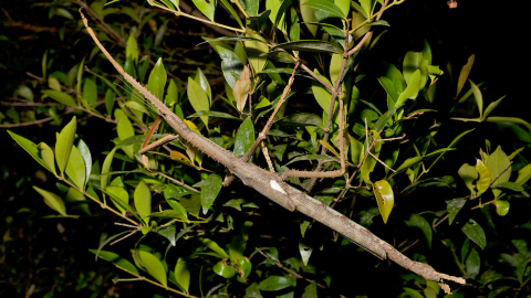 Stick Insect THUMB ALT.png