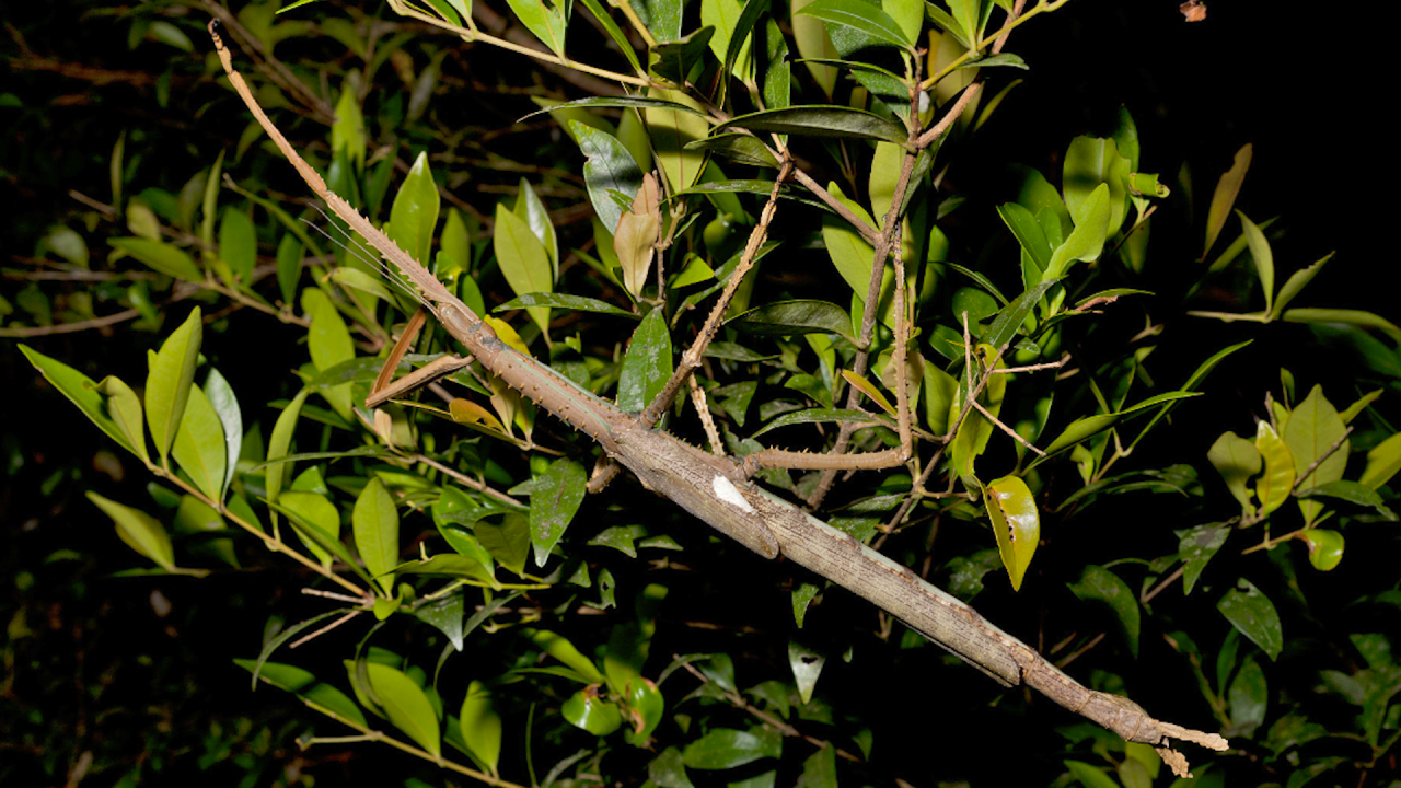 Stick Insect THUMB ALT.png
