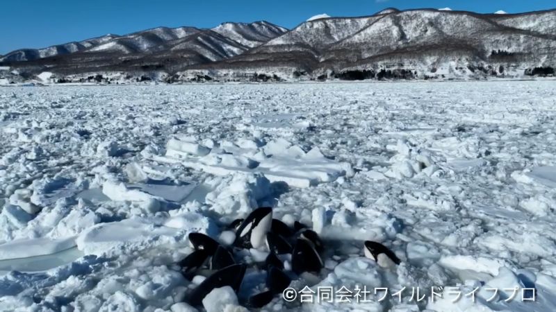 Група от най-малко 10 косатки изглежда хваната в капан от морския лед в Япония