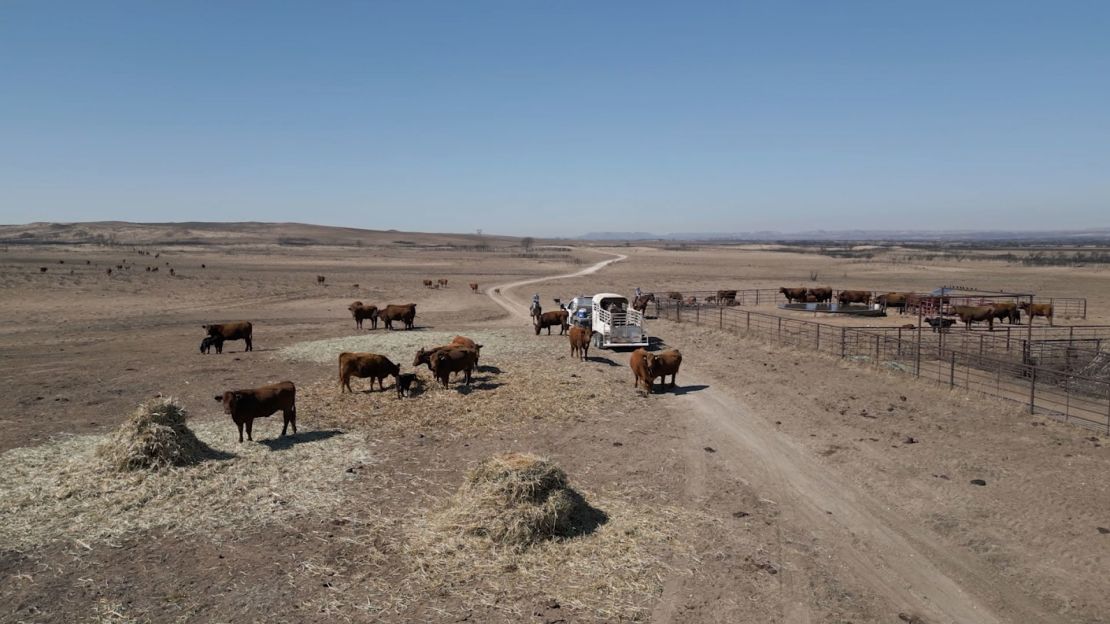 An aerial view of cattle on Shane Pennington's ranch. Pennington is one of many cattle farmers whose livelihoods have been devastated by the Smokehouse Creek Fire.