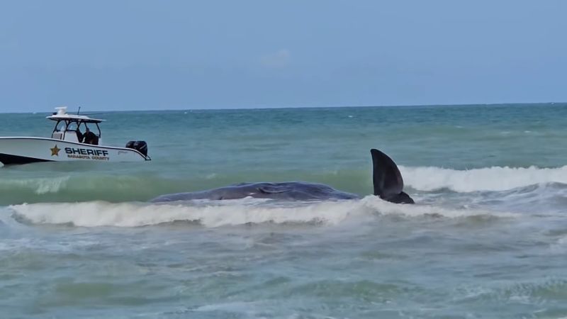 Sperm Whale Beached Off Florida’s Gulf Coast Dies, Officials Say 