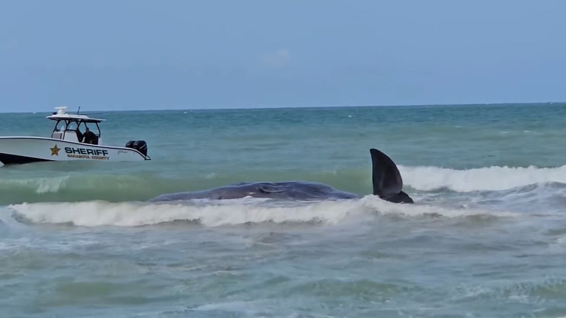 Law enforcement officials and wildlife agencies worked to free the whale.