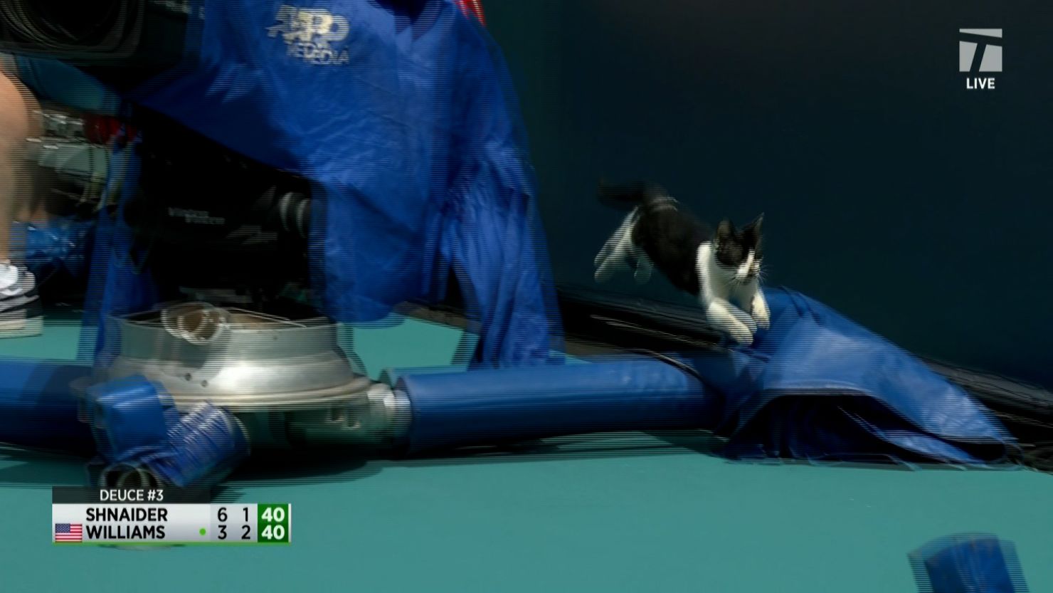 A feline court invader interrupted the match between Venus Williams and Diana Shnaider.