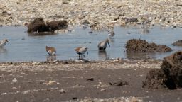 Birds are seen in Cape May, New Jersey.