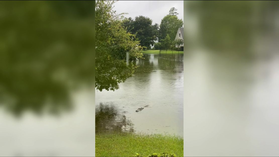 Adrienne LeBlanc snapped a picture of an alligator in her flooded yard in Bluffton, South Carolina, on Wednesday.