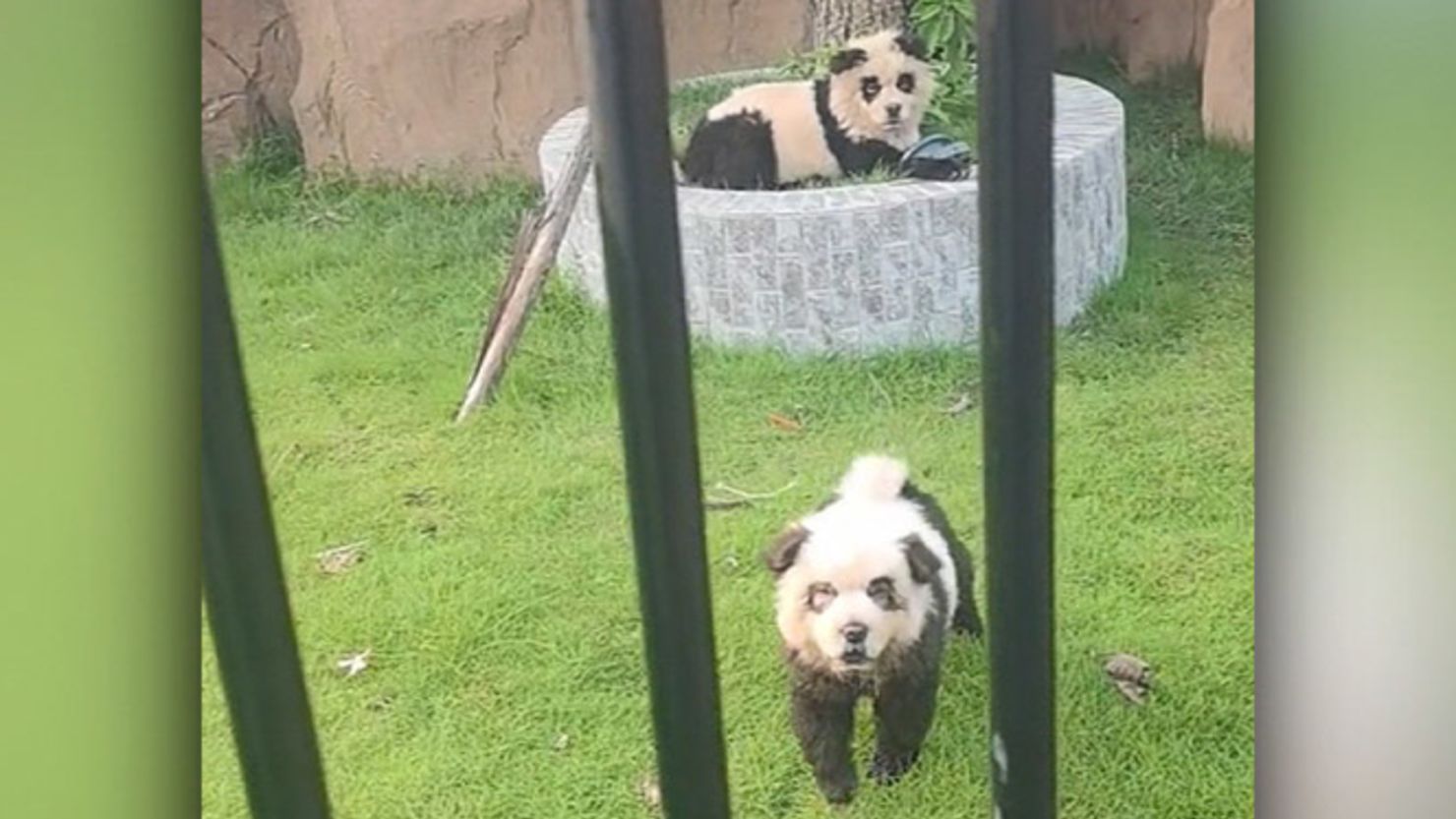 A video screengrab shows two Chow Chow dogs painted to look like pandas at a zoo in China.