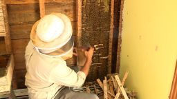 The bees were removed from a Maine farmhouse this week.