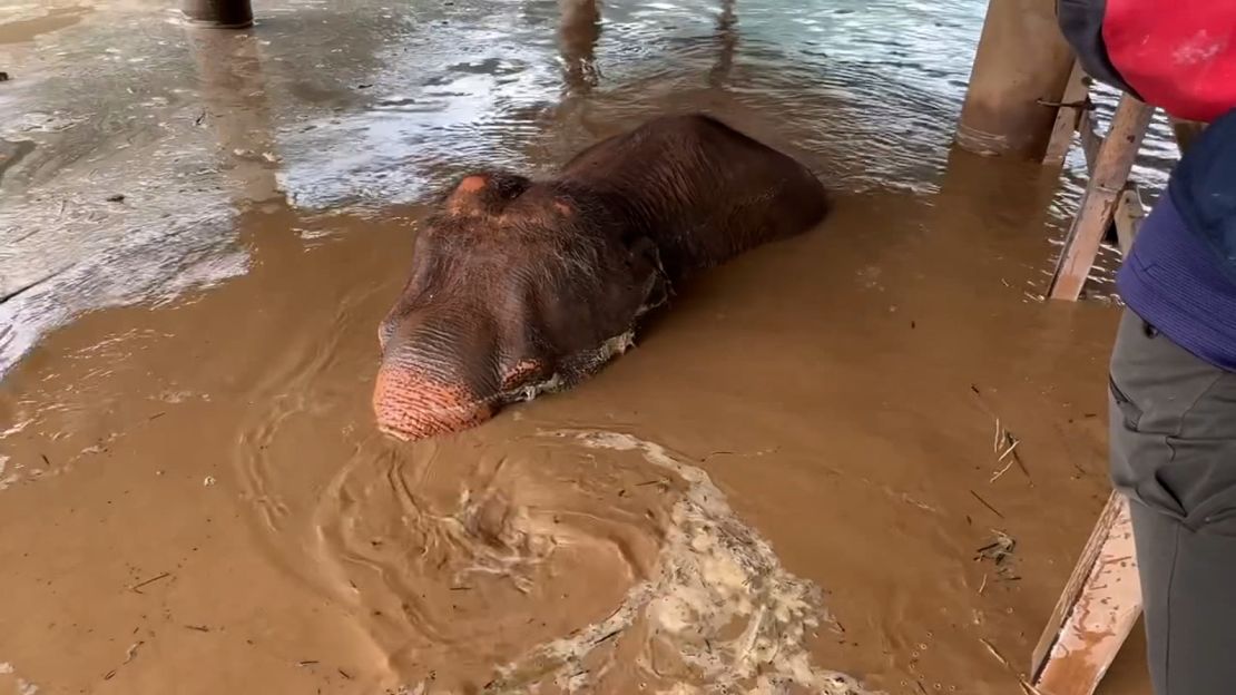 An elephant in the flood waters which affected the sanctuary.