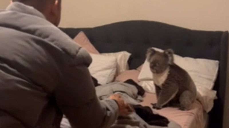 ‘Only in Australia’: Couple comes home to find koala in bed