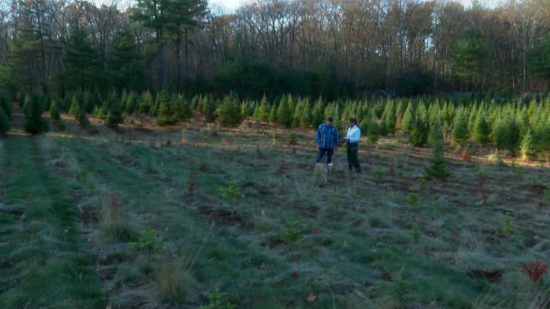 How drought is ruining Christmas in the Northeast