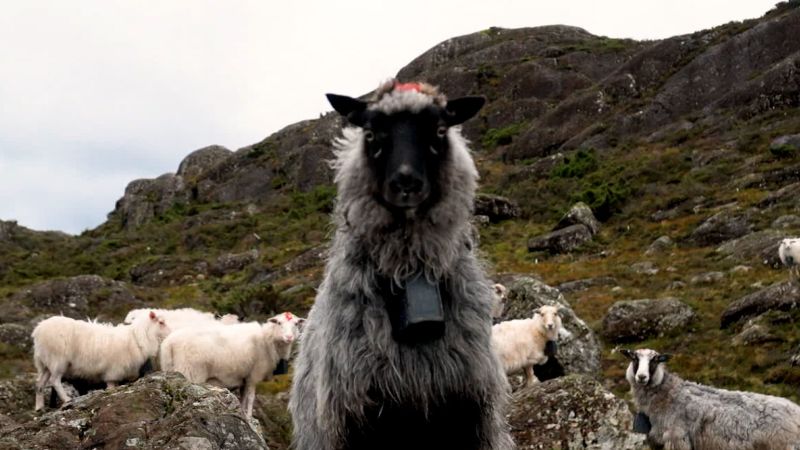 How Norway’s sheep herders are helping to conserve coastal heathlands