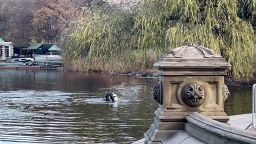 NYPD divers search a pond in New York's Central Park on Saturday, December 7, in connection to the shooting death of UnitedHealthcare CEO Brian Thompson.