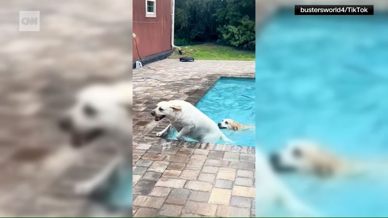 Video: Counting down the top 10 viral videos of 2024