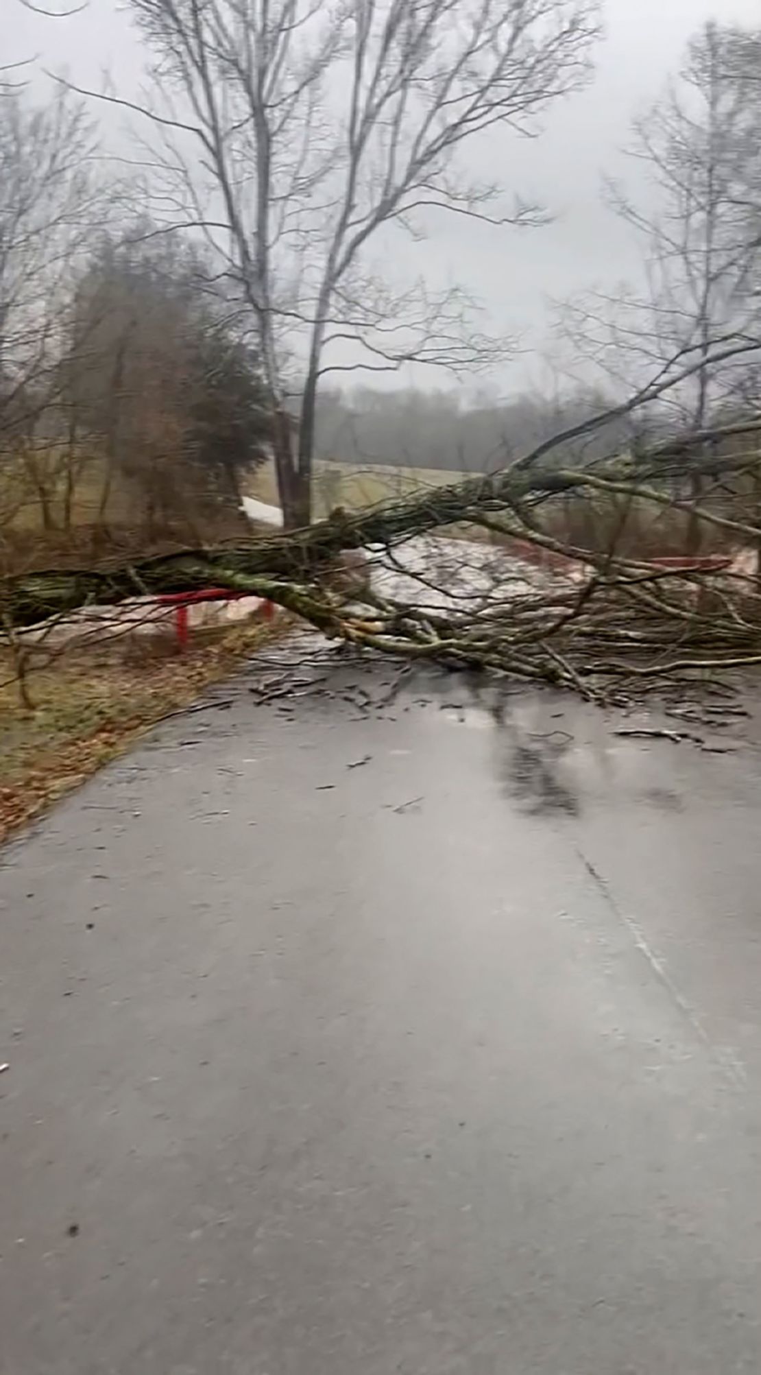 A still from a video shows a a collapsed tree in Adair County, Kentucky, on Saturday, February 15, 2025.