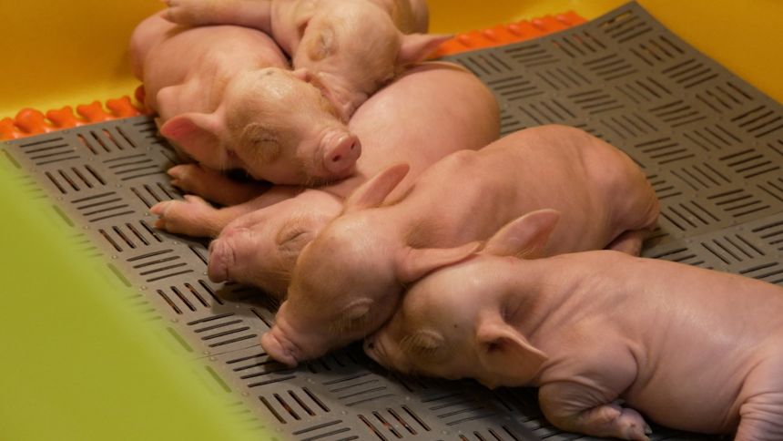 Pigs that have been genetically edited to make their organs more compatible with the human body are the latest frontier in organ transplantation.