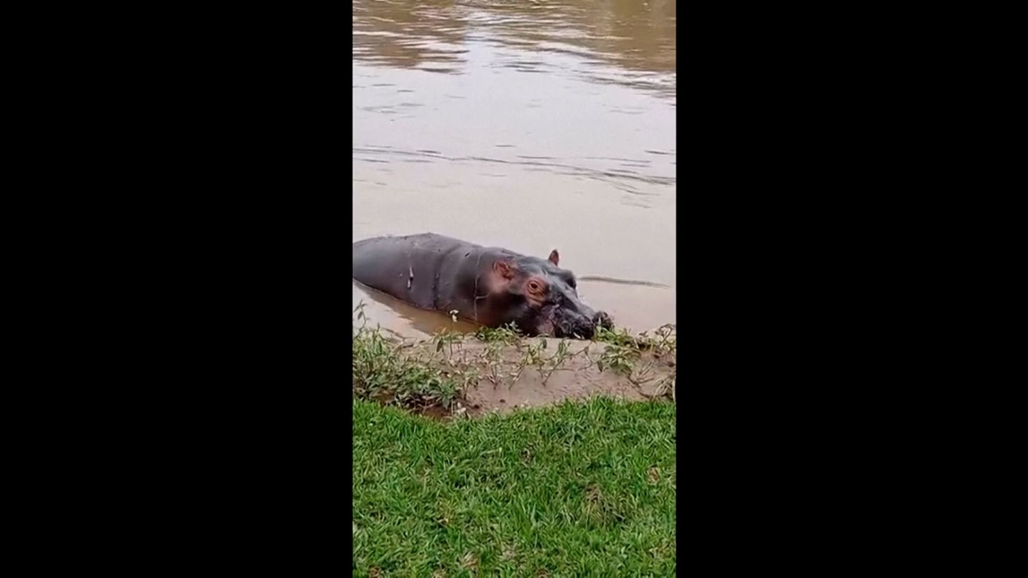 This screengrab taken from a video shows a hippo near the bank of the Ishasha River in eastern DRC's Virunga National Park.