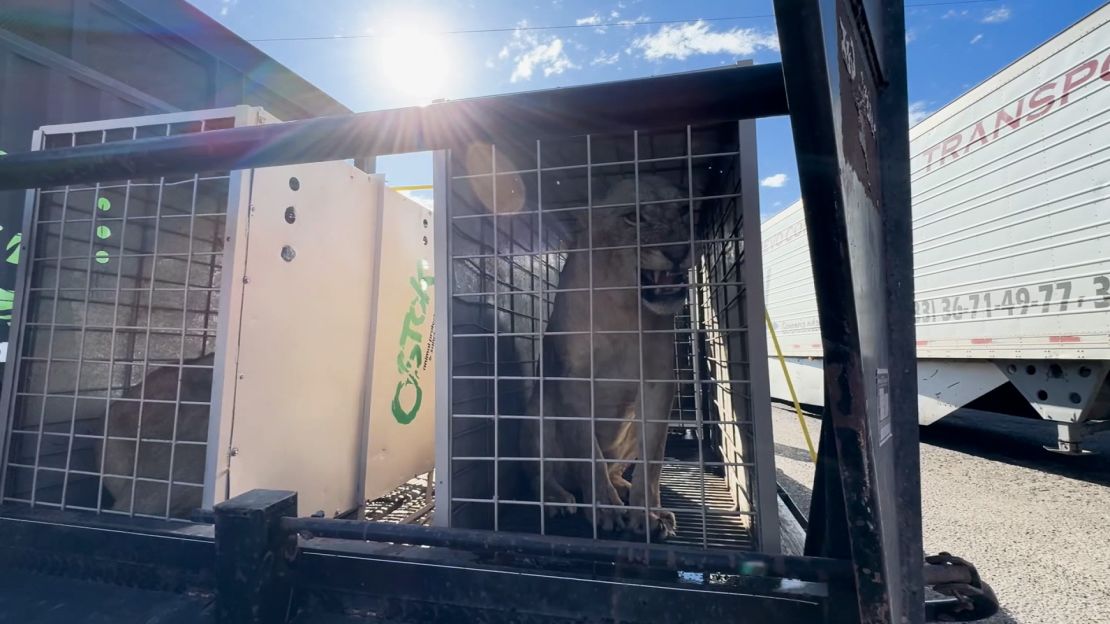 Uno de los leones que es trasladado del Santuario Ostok, en Culiacán, Sinaloa.