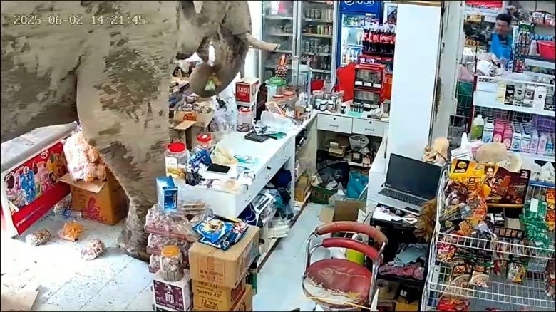 elephant thai shop