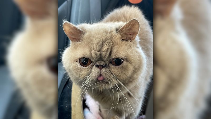 
                            Meet college football’s newest mascot, Pudge the cat | CNN