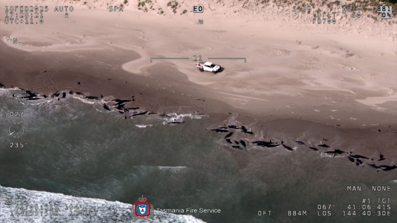 stranded whales australia tasmania euthanize thumb 1.jpg